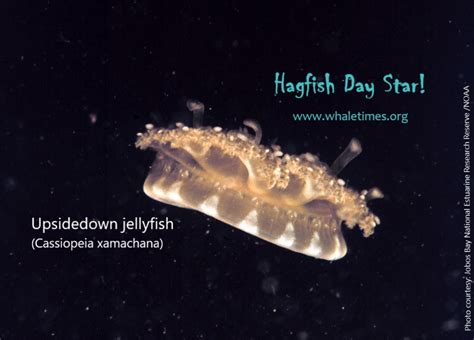 Hagfish Day Star Snot Bombs Whaletimes Inc