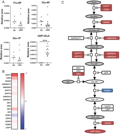 Amino Sugar And Nucleotide Sugar Metabolism In Sibm Skeletal Muscle Download Scientific