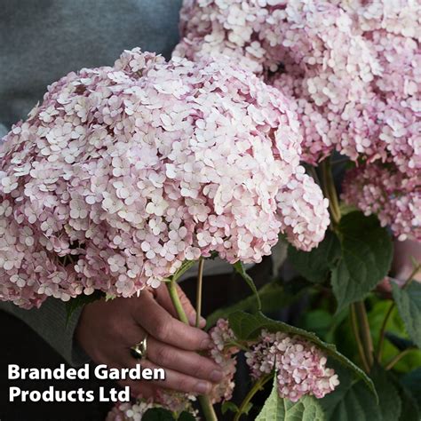 Hydrangea Arborescens Sweet Annabelle Thompson Morgan