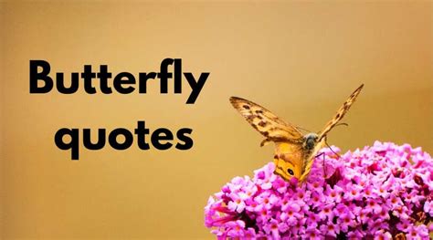 50 Butterfly Quotes Sayings And Short Poems To Lift Your Spirits