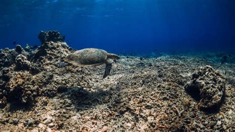 Green Sea Turtle Swim Underwater At The Deep Over Coral Reef In Ocean