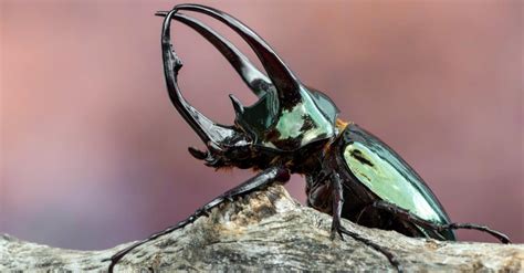 The 10 Largest Beetles in the World - A-Z Animals