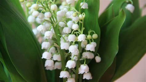 Lily of the valley, white little flowers, spring wallpaper | other