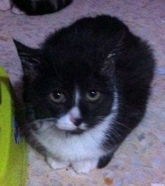 Humo Gato En Adopci N En Madrid Madrid Bamb Difunde