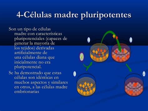 Células madre pluripotentes