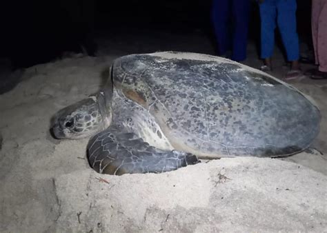 Pengerjaan Proyek Bronjong Di Berau Habiskan Anggaran Rp