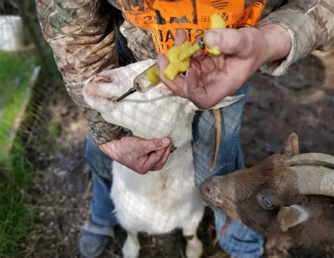 Diarrhea In Goats Causes Treatment And Related Questions Sand Creek Farm