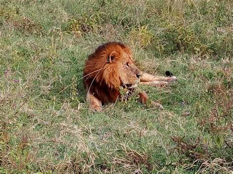 Nairobi National Park Half Day Game Drive Getyourguide