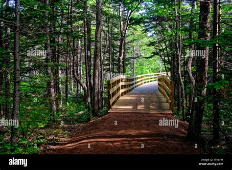 Prince Edward Island Forest Trail Hi Res Stock Photography And Images