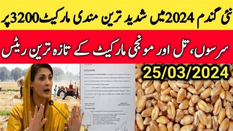 New Wheat Rate 2024 Munji Makki Till Sarso Rates Update Galla Mandi