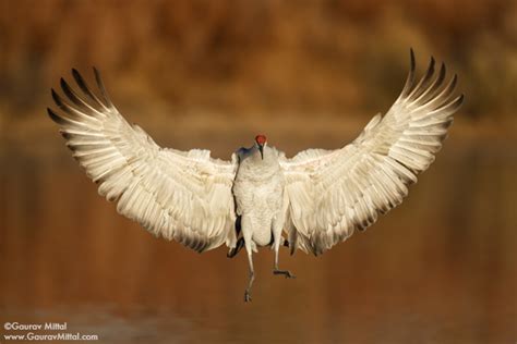 Bird Photography Tips Shooting Action Gaurav Mittal Photography