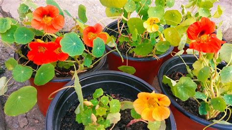 How To Grow Nasturtium Easy Without Fertilizers Youtube