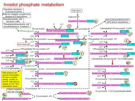 Inositol Phosphate Metabolism