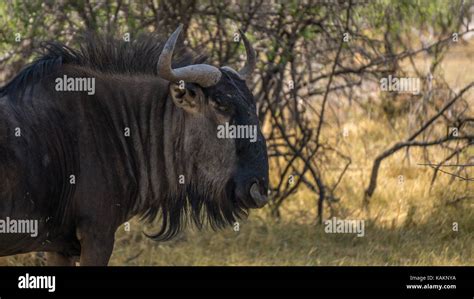 Wildebeest Antilope Gnu In Namibia Stock Photo Alamy