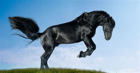 What Is A Friesian Horse? - National Equine