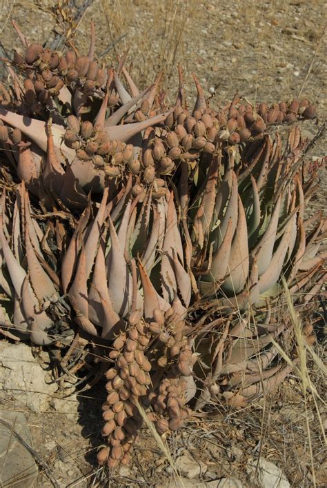 Aloe Asperifolia Asphodelaceae Image 198242 At PhytoImages Siu Edu