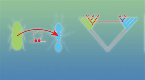 Horizontal Transfer of Transposable Elements - Advanced Science News