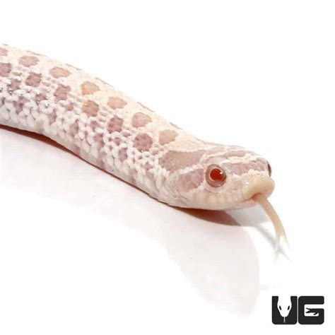 Hognose Snakes For Sale - Underground Reptiles