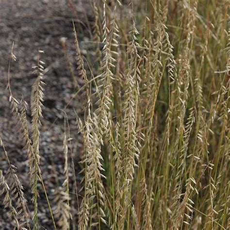 Sideoats Grama Grass Bouteloua High Country Gardens