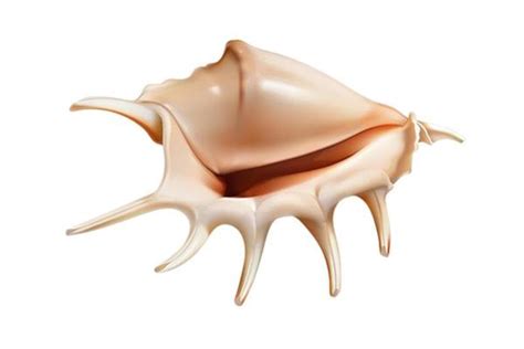 shell cartoon stock  images  backgrounds