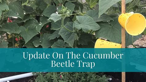 Our DIY Cucumber Beetle Trap is Working! – From Seed to Spoon Vegetable ...