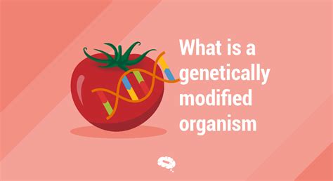What Is A Genetically Modified Organism? Understand GMOs Here 