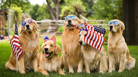 Patriotic Puppy