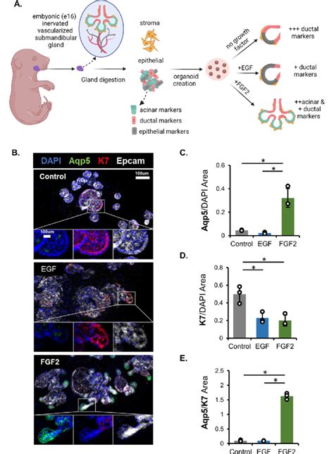 Fgf Promotes Proacinar And Inhibits Ductal Differentiation In