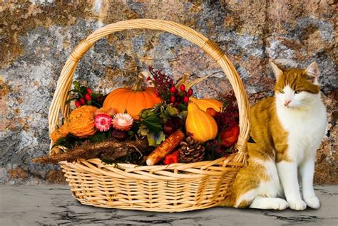 Gatos Podem Comer Frutas Escola De Lucifer