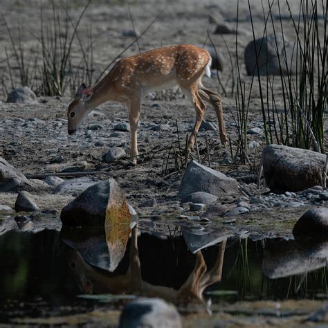 White-tailed Deer Fawn Photograph by Lea Frye - Fine Art America