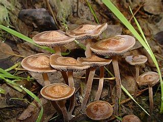 Psilocybin mushroom - Wikipedia