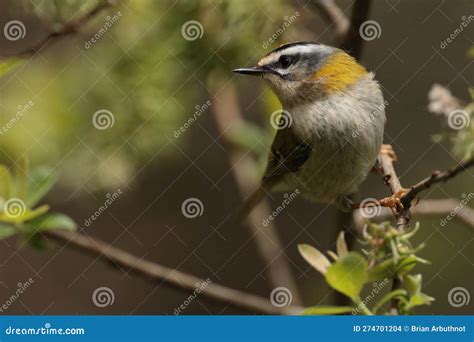 Common firecrest bird stock photo. Image of scenery - 274701204