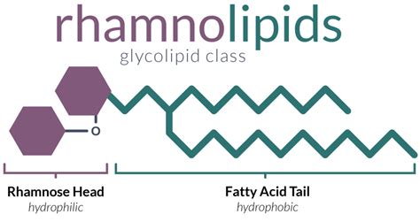 Dispersa Rhamnolipids A Potent And Versatile Class Of Biosurfactants