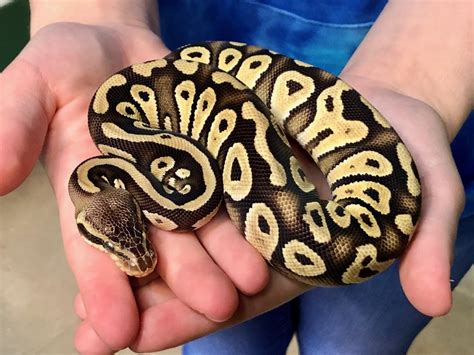 z OUT OF STOCK - PASTEL MOJAVE (Pastave) BALL PYTHON, CB 2019 FEMALE - Python regius