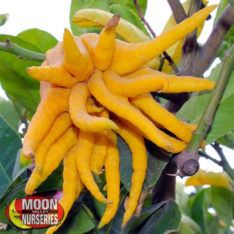 Buddhas Hand Fruit Citrus Trees Citrus