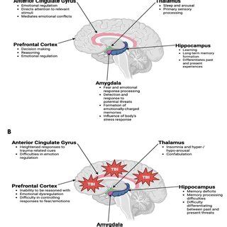 Limbic System. (A) Anatomical representation of the limbic system ...