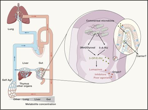 MAIT Cell Development And Functions The Microbial Connection Immunity