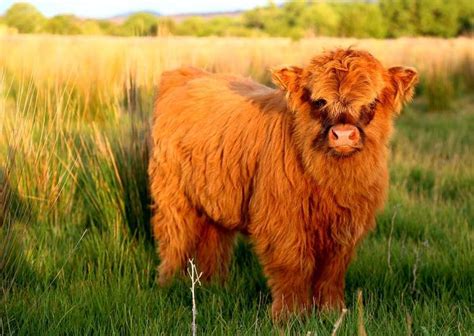 20+ Adorable Photos of Fuzzy Highland Cattle Calves