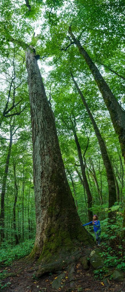 Photo Gallery Joyce Kilmer Memorial Trail