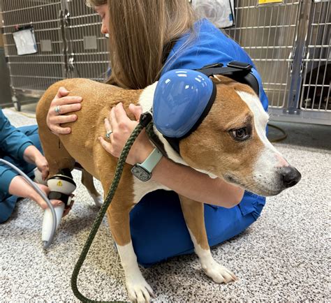 palmetto animal clinic 2