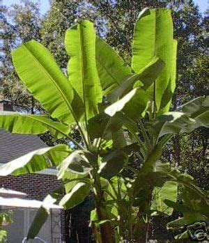 Musa Basjoo Banana Tree Live Cold Hardy 2 Gallon Size Banana Tree