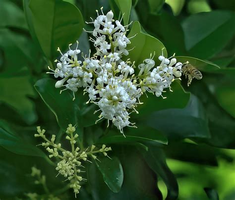 P5070252mz75300ext10dsc Yaupon Holly Flowers With Pollinat Flickr