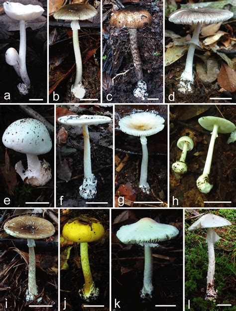 Basidiomata Of The 12 Lethal Amanita Species In China A A Exitialis