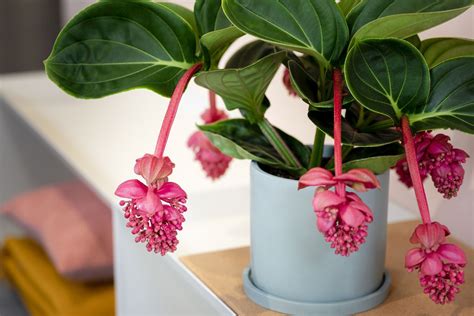 Set Van Medinilla Magnifica Kamerplanten Donkergroen Blad Met Roze