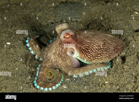 Coconut Octopus And Veined Octopus Amphioctopus Marginatus Is A Medium