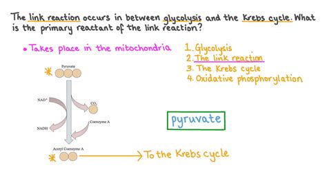 Question Video Recalling The Primary Reactant Of The Link Reaction Nagwa