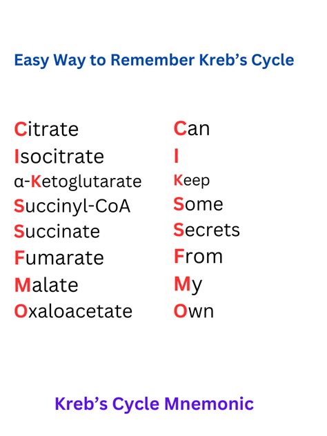 Krebs Cycle Mnemonic - Easy Way for Memorization of Enzymes