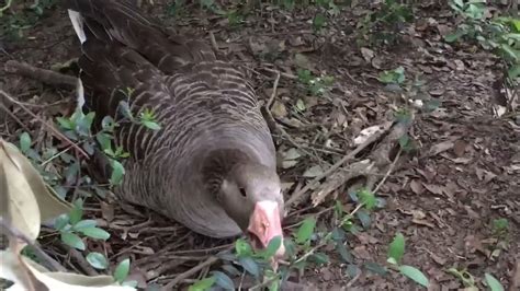 Goose Hissing Youtube