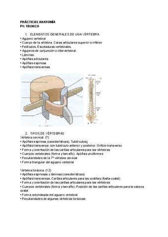 Practicas Anatomia Pdf