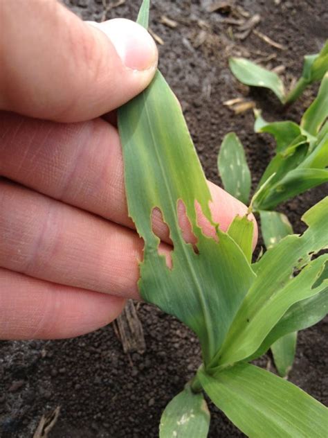 Time To Check For Corn Seedling Insect Pests Billbugs Stink Bugs